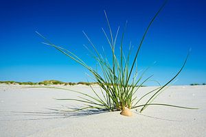 Op het strand van Reiner Würz / RWFotoArt