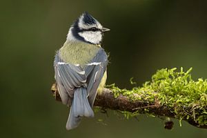 Blaumeise von Rando Kromkamp