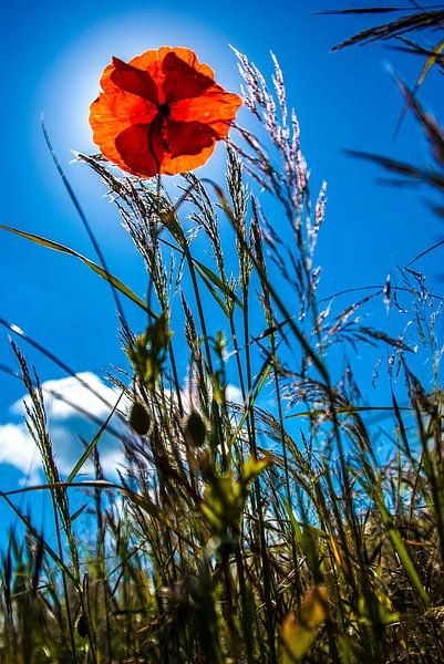 Mohnblume von Norbert Sülzner