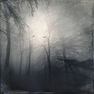 Forêt dans le brouillard