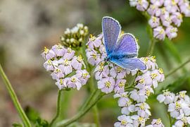 Blau von Henk bohmers