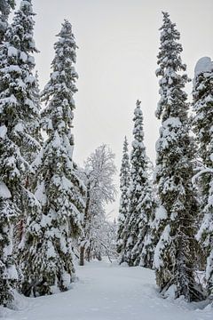 Chemin forestier enneigé parmi les pins, Finlande