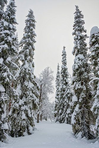 Besneeuwd bospad tussen dennenbomen, Finland