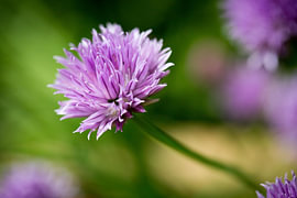 Bieslookbloem