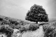 A tree by Lex Schulte thumbnail