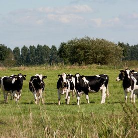 Koeien van Jaap Lagendijk