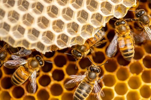 Bienen auf Honigwaben von Maarten Zeehandelaar