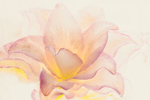 Gefüllte Lilie in Eis 2