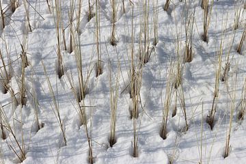 Marram-Gras in einer Schneedüne von Helga Feenstra