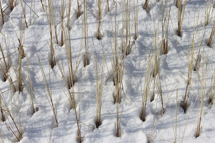 Marram grass in a snow dune by Helga Feenstra
