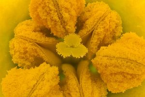 Narcissus Recurvus coeur 1:5