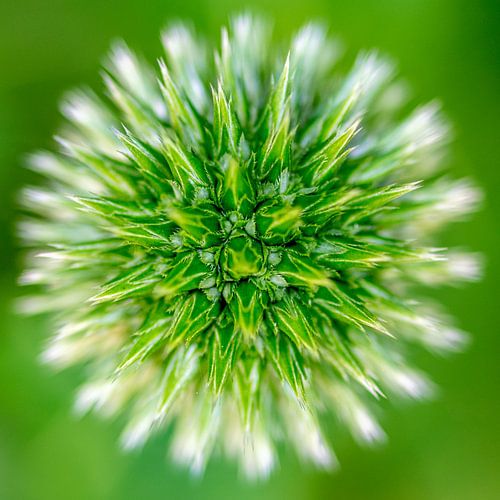 Distel von Dick Frieling