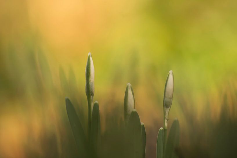A warm welcome to springtime (snowdrops in warm, yellow surroundings) by Birgitte Bergman