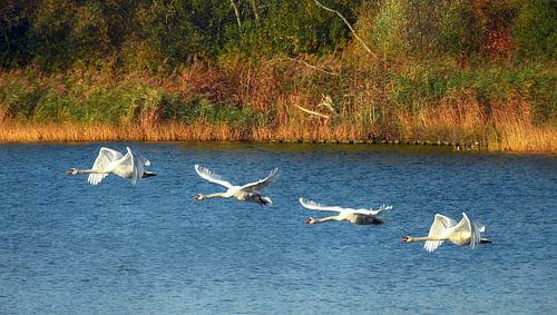 Knobbelzwanen in vlucht