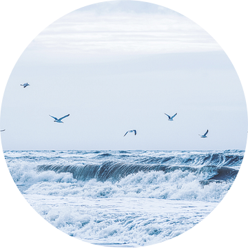 Meeuwen over de branding