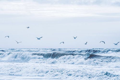 Gulls over the surf