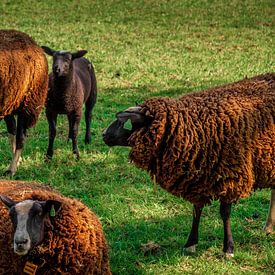 Famille de moutons sur Maico.O