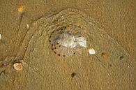 Sea waves around shells and jellyfish on wet sand by Susan Hol thumbnail