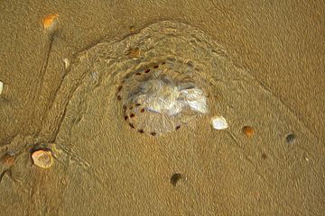Meereswellen um Muscheln und Quallen auf nassem Sand