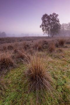 Strabrechtse Heide 264 von Deshamer