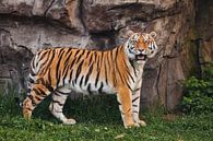 Un tigre fier et élancé se dresse magnifiquement contre une falaise de pierre. Un beau gros chat tig par Michael Semenov Aperçu