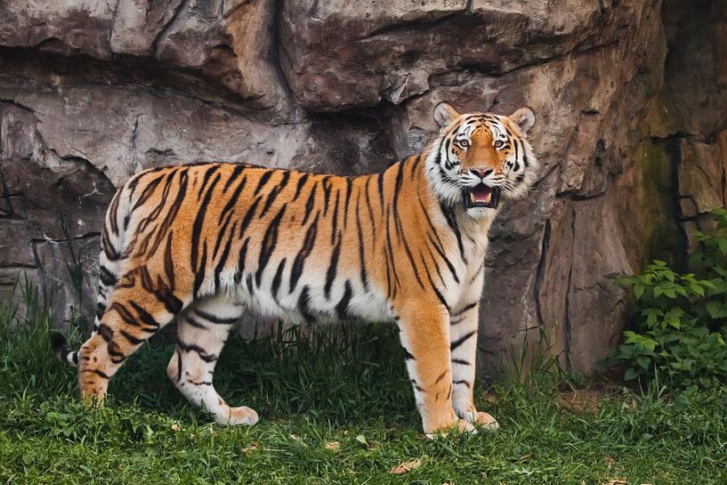 Un tigre fier et élancé se dresse magnifiquement contre une falaise de pierre. Un beau gros chat tig par Michael Semenov