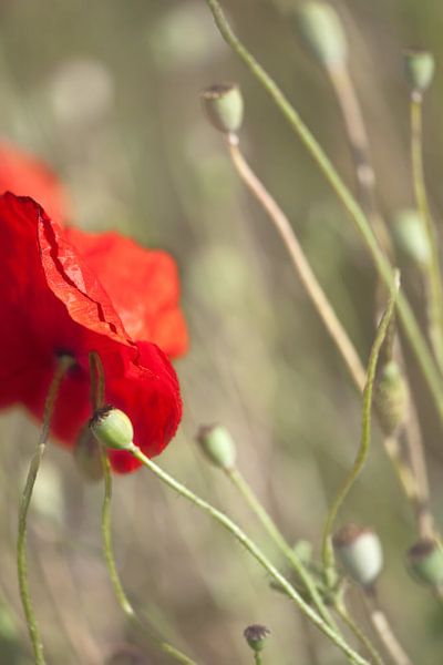 mohnSinn von fantasina