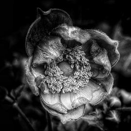 autumn anemone by Creativiato Shop