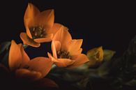 Little orange flowers dark & moody van Sandra Hazes thumbnail
