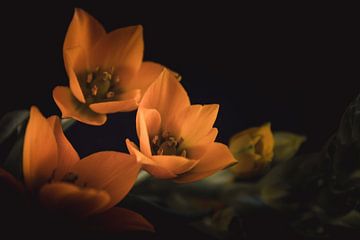 Little orange flowers dark & moody van Sandra Hazes