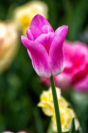 Tulpe von Dik Wagensveld