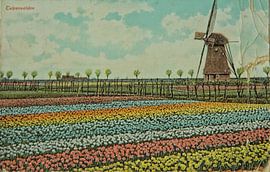 Oude ingekleurde ansichtkaart met tulpenvelden en molen van Patricia Hofmeester