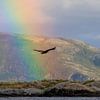 Zeearend in fjord landschap Noorwegen met regenboog van Henk van Dijk
