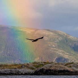 Zeearend in fjord landschap Noorwegen met regenboog van Henk van Dijk