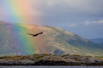 Zeearend in fjord landschap Noorwegen met regenboog van Henk van Dijk