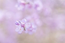 Spring in Lilac by Dymfna Briede