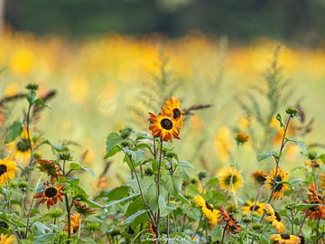 Flower Field by Hilbrand van der Meulen
