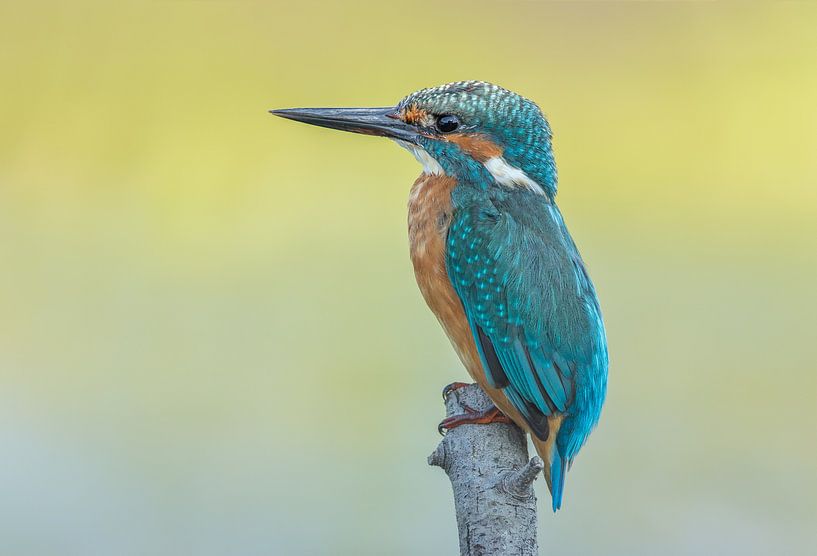 IJsvogel  by Ben Bokeh