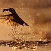 Eisvogel fängt Fisch bei Sonnenuntergang. von IJsvogels.nl - Corné van Oosterhout
