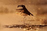 IJsvogel vangt vis tijdens zonsondergang. van IJsvogels.nl - Corné van Oosterhout thumbnail