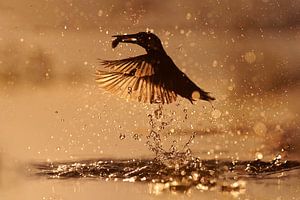 Eisvogel fängt Fisch bei Sonnenuntergang.