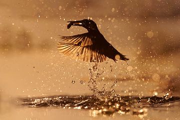 Eisvogel fängt Fisch bei Sonnenuntergang. von Eisvogel.land - Corné van Oosterhout