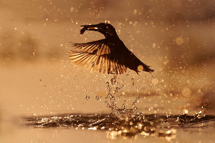 Un martin-pêcheur attrape un poisson au coucher du soleil. par Martins-pêcheurs - Corné van Oosterhout