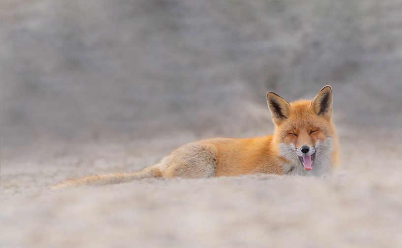 Gapling Fox by Anna Stelloo