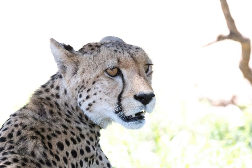 Cheetah/jachtluipaard! van Robert Kok