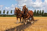 Stoppelveld traditioneel ploegen met trekpaarden van Bram van Broekhoven thumbnail
