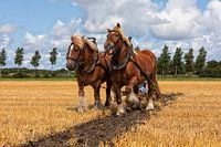 Stubble field traditional ploughing with draught horses