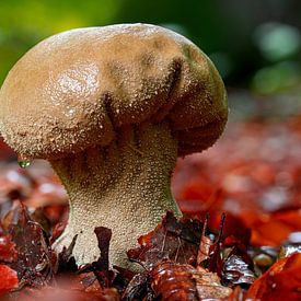 Plooivoetstuifzwam paddenstoel van Foto Amsterdam/ Peter Bartelings