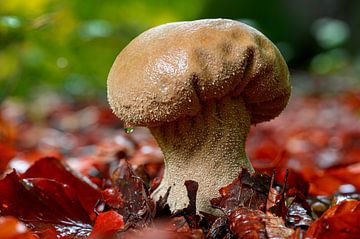 Plooivoetstuifzwam paddenstoel