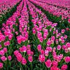 Pretty in pink by Klaas Fidom